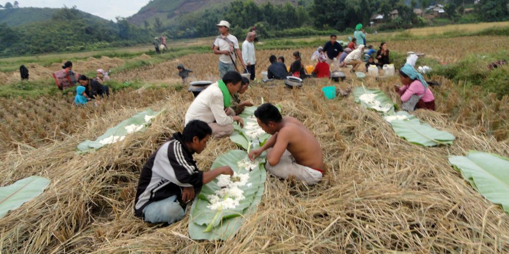 Paddy Harvesting At Khengmol Village