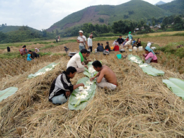 Paddy Harvesting at Khengmol Village